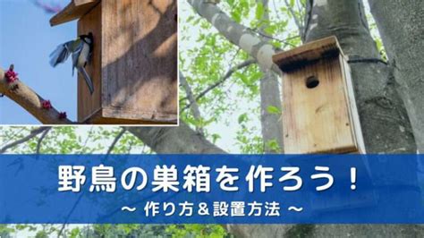 鳥 庭|【設計図あり】巣箱で庭に野鳥を呼ぼう！作り方と設。